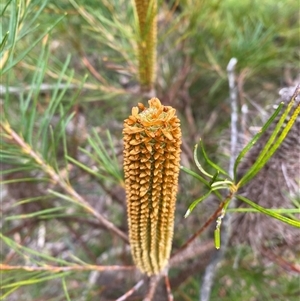 Banksia spinulosa at Wog Wog, NSW - 25 Jan 2025 08:17 AM