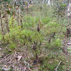 Banksia spinulosa at Wog Wog, NSW - 25 Jan 2025 08:17 AM