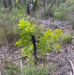 Unidentified Plant at Wog Wog, NSW - 24 Jan 2025 by Mulch