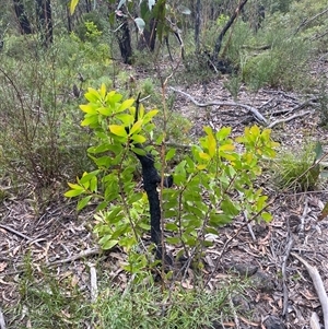 Persoonia levis (Broad-leaved Geebung) at Wog Wog, NSW by Mulch