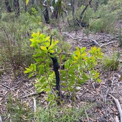 Persoonia levis (Broad-leaved Geebung) at Wog Wog, NSW - 25 Jan 2025 by Mulch