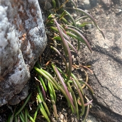 Dockrillia striolata at Wog Wog, NSW - suppressed