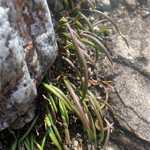 Dockrillia striolata at Wog Wog, NSW - suppressed