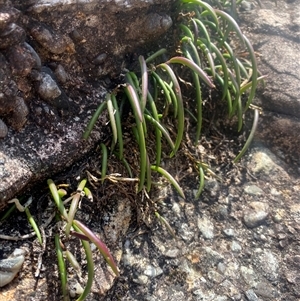 Dockrillia striolata at Wog Wog, NSW - suppressed