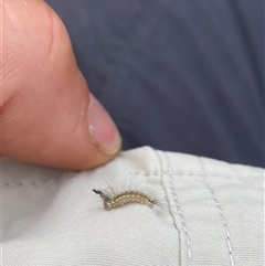 Uraba lugens (Gumleaf Skeletonizer) at Wog Wog, NSW - 25 Jan 2025 by Mulch