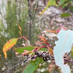 Araneinae (subfamily) (Orb weaver) at Wog Wog, NSW - 25 Jan 2025 by Mulch