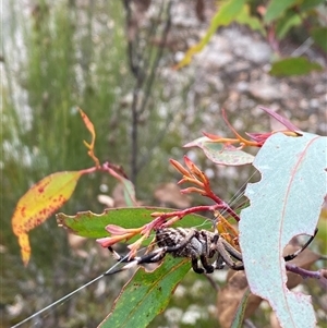 Araneinae (subfamily) (Orb weaver) at Wog Wog, NSW by Mulch