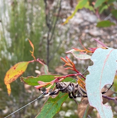 Araneinae (subfamily) (Orb weaver) at Wog Wog, NSW - 25 Jan 2025 by Mulch