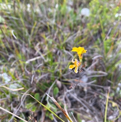 Goodenia bellidifolia (Daisy-leaf Goodenia) at Wog Wog, NSW - 25 Jan 2025 by Mulch