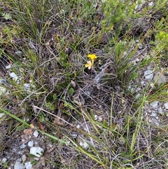 Goodenia bellidifolia at Wog Wog, NSW - 25 Jan 2025 10:03 AM