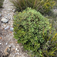 Banksia paludosa (Swamp Banksia) at Wog Wog, NSW - 25 Jan 2025 by Mulch