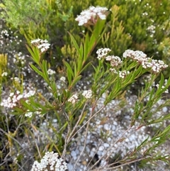 Platysace lanceolata at Wog Wog, NSW - 24 Jan 2025 by Mulch