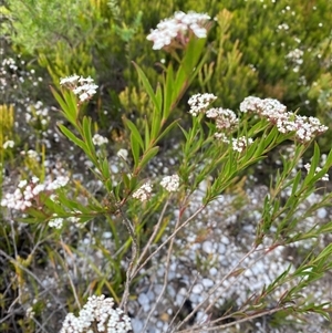 Platysace lanceolata (Shrubby Platysace) at Wog Wog, NSW by Mulch