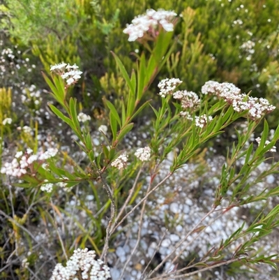 Platysace lanceolata (Shrubby Platysace) at Wog Wog, NSW - 25 Jan 2025 by Mulch