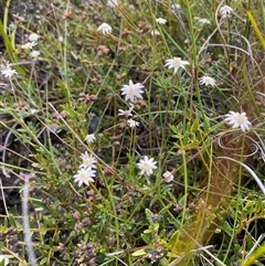 Actinotus minor (Lesser Flannel Flower) at Wog Wog, NSW - 25 Jan 2025 by Mulch