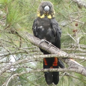 Calyptorhynchus lathami lathami at Colo Vale, NSW - suppressed