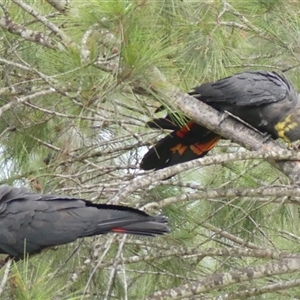 Calyptorhynchus lathami lathami at Colo Vale, NSW - suppressed