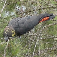 Calyptorhynchus lathami lathami at Colo Vale, NSW - suppressed