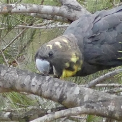 Calyptorhynchus lathami lathami at Colo Vale, NSW - suppressed