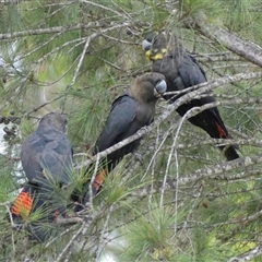 Calyptorhynchus lathami lathami at Colo Vale, NSW - suppressed