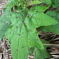 Solanum sp. (nightshades, soda apples, devils apples) at Kangaroo Valley, NSW - 26 Jan 2025 by lbradley