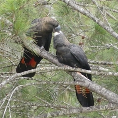 Calyptorhynchus lathami lathami (Glossy Black-Cockatoo) at Colo Vale, NSW - 3 Jan 2025 by GITM2