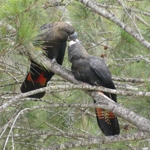 Calyptorhynchus lathami lathami at Colo Vale, NSW - suppressed