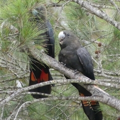 Calyptorhynchus lathami lathami at Colo Vale, NSW - suppressed