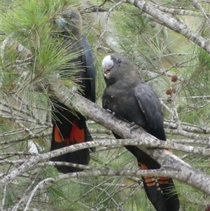 Calyptorhynchus lathami lathami at Colo Vale, NSW - suppressed