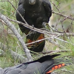 Calyptorhynchus lathami lathami at Colo Vale, NSW - suppressed