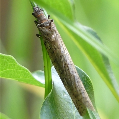 Archichauliodes (Riekochauliodes) guttiferus (Dobsonfly or Fishfly) at Braemar, NSW - 25 Jan 2025 by Curiosity