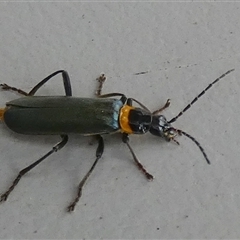 Chauliognathus lugubris (Plague Soldier Beetle) at Borough, NSW - 26 Jan 2025 by Paul4K