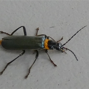 Chauliognathus lugubris (Plague Soldier Beetle) at Borough, NSW by Paul4K