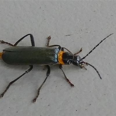 Unidentified Scarab beetle (Scarabaeidae) at Borough, NSW - 26 Jan 2025 by Paul4K