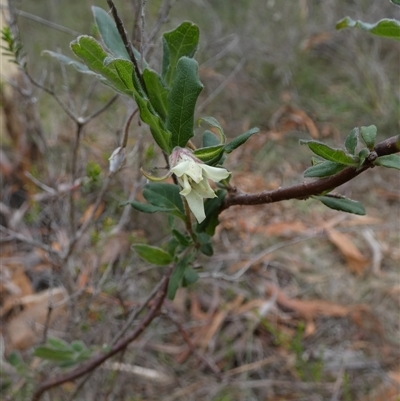 Billardiera scandens at Borough, NSW - 26 Jan 2025 by Paul4K