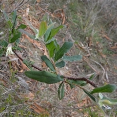 Billardiera scandens at Borough, NSW - suppressed