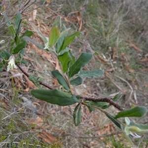 Billardiera scandens at Borough, NSW - suppressed