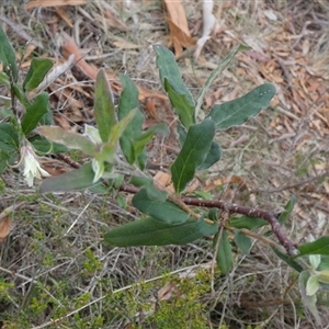 Billardiera scandens at Borough, NSW - suppressed