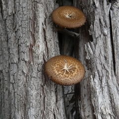 Unidentified Bolete - Fleshy texture, stem central (more-or-less) at Borough, NSW - 26 Jan 2025 by Paul4K