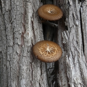 Lentinus arcularius at Borough, NSW - suppressed