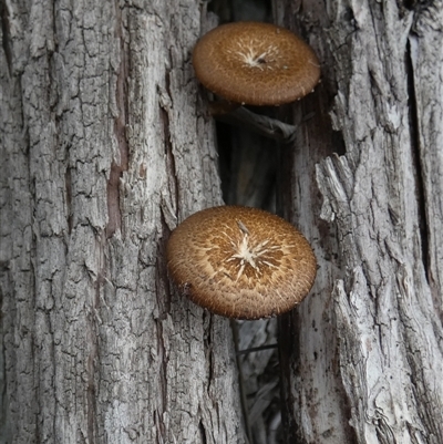 Lentinus arcularius (Fringed Polypore) at Borough, NSW - 26 Jan 2025 by Paul4K