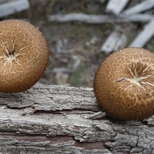 Lentinus arcularius at Borough, NSW - suppressed