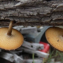 Lentinus arcularius at Borough, NSW - suppressed