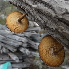 Lentinus arcularius at Borough, NSW - suppressed