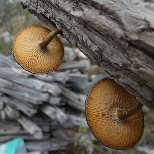 Lentinus arcularius at Borough, NSW - suppressed