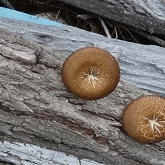 Lentinus arcularius at Borough, NSW - suppressed