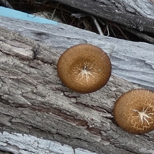 Lentinus arcularius at Borough, NSW - suppressed