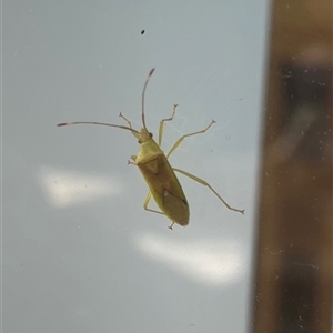 Miridae (family) (Unidentified plant bug) at Coombs, ACT by TriciaE