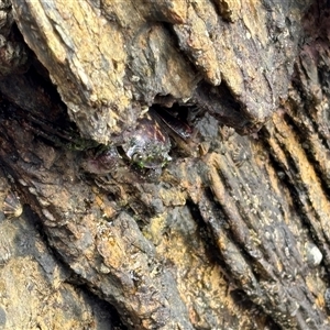 Guinusia chabrus at Lilli Pilli, NSW by Choyster