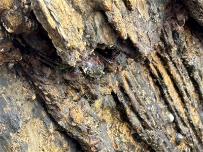 Guinusia chabrus at Lilli Pilli, NSW - 26 Jan 2025 by Choyster